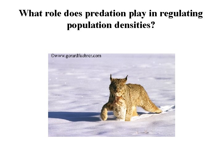 What role does predation play in regulating population densities? 