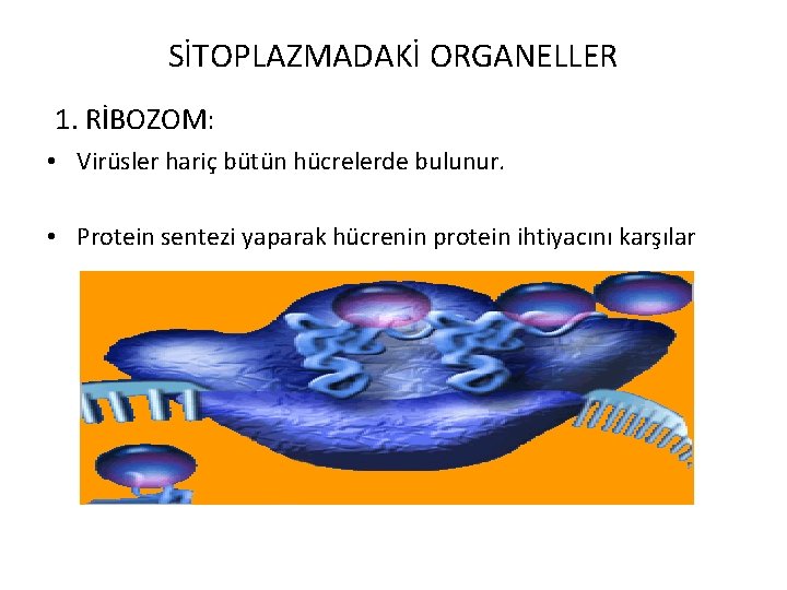 SİTOPLAZMADAKİ ORGANELLER 1. RİBOZOM: • Virüsler hariç bütün hücrelerde bulunur. • Protein sentezi yaparak