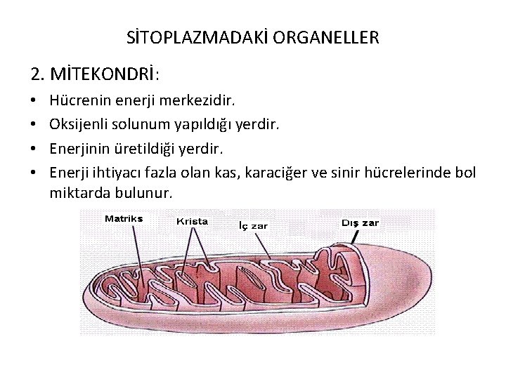 SİTOPLAZMADAKİ ORGANELLER 2. MİTEKONDRİ: • • Hücrenin enerji merkezidir. Oksijenli solunum yapıldığı yerdir. Enerjinin