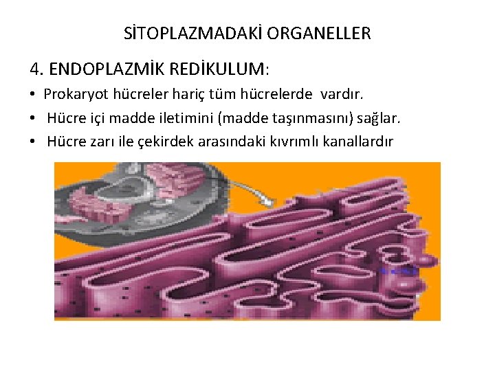 SİTOPLAZMADAKİ ORGANELLER 4. ENDOPLAZMİK REDİKULUM: • Prokaryot hücreler hariç tüm hücrelerde vardır. • Hücre
