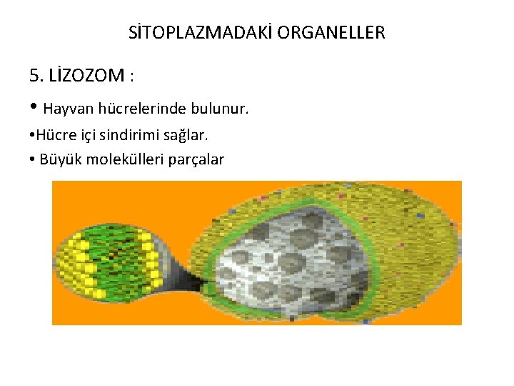 SİTOPLAZMADAKİ ORGANELLER 5. LİZOZOM : • Hayvan hücrelerinde bulunur. • Hücre içi sindirimi sağlar.