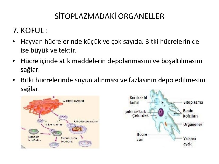 SİTOPLAZMADAKİ ORGANELLER 7. KOFUL : • Hayvan hücrelerinde küçük ve çok sayıda, Bitki hücrelerin