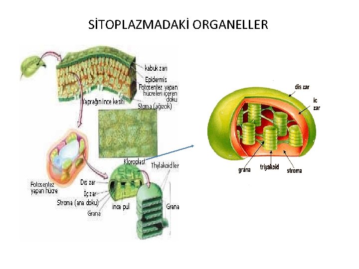 SİTOPLAZMADAKİ ORGANELLER 