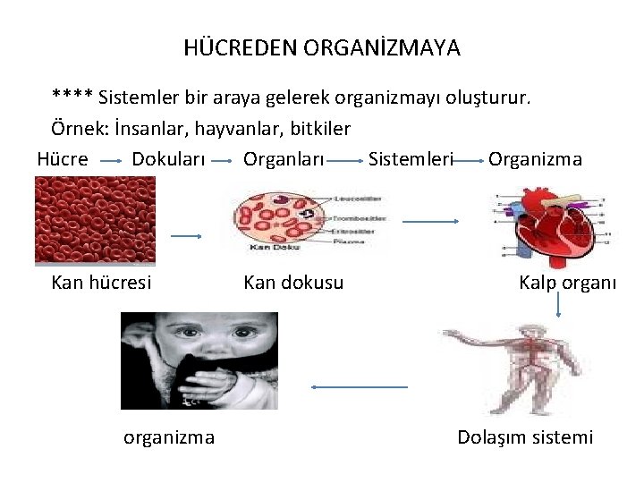 HÜCREDEN ORGANİZMAYA **** Sistemler bir araya gelerek organizmayı oluşturur. Örnek: İnsanlar, hayvanlar, bitkiler Hücre