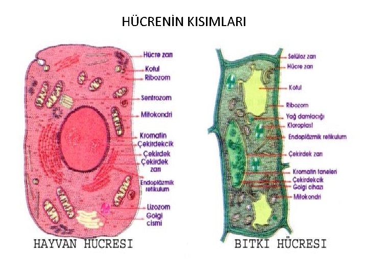 HÜCRENİN KISIMLARI 
