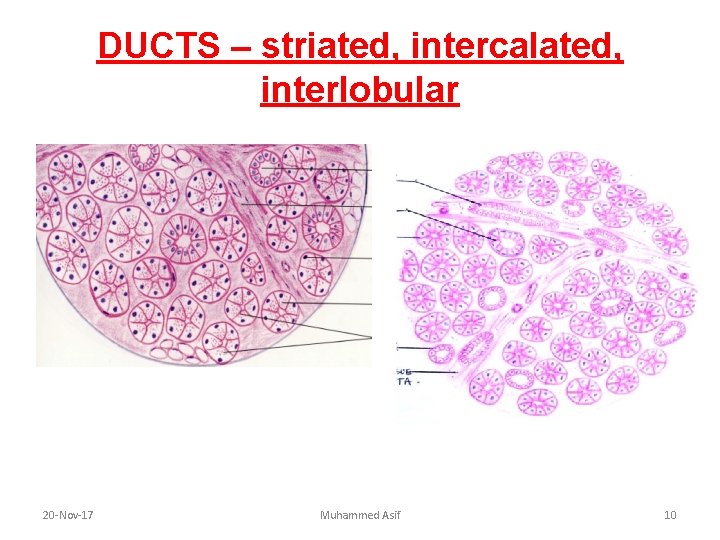 DUCTS – striated, intercalated, interlobular 20 -Nov-17 Muhammed Asif 10 DUCTS – striated, intercalated, interlobular 20 -Nov-17 Muhammed Asif 10