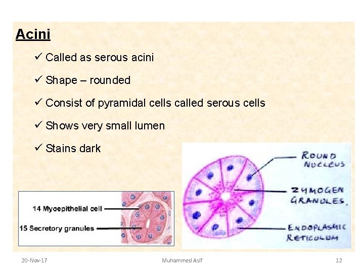 Acini ü Called as serous acini ü Shape – rounded ü Consist of pyramidal Acini ü Called as serous acini ü Shape – rounded ü Consist of pyramidal