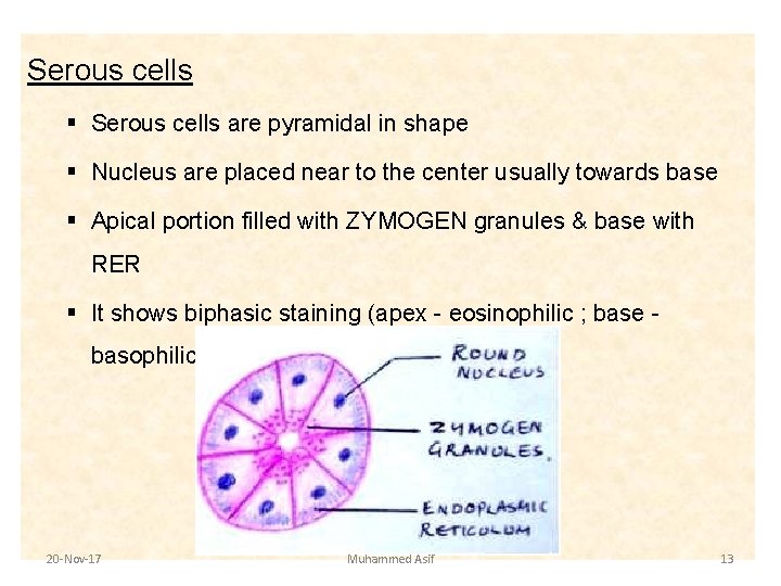 Serous cells § Serous cells are pyramidal in shape § Nucleus are placed near Serous cells § Serous cells are pyramidal in shape § Nucleus are placed near
