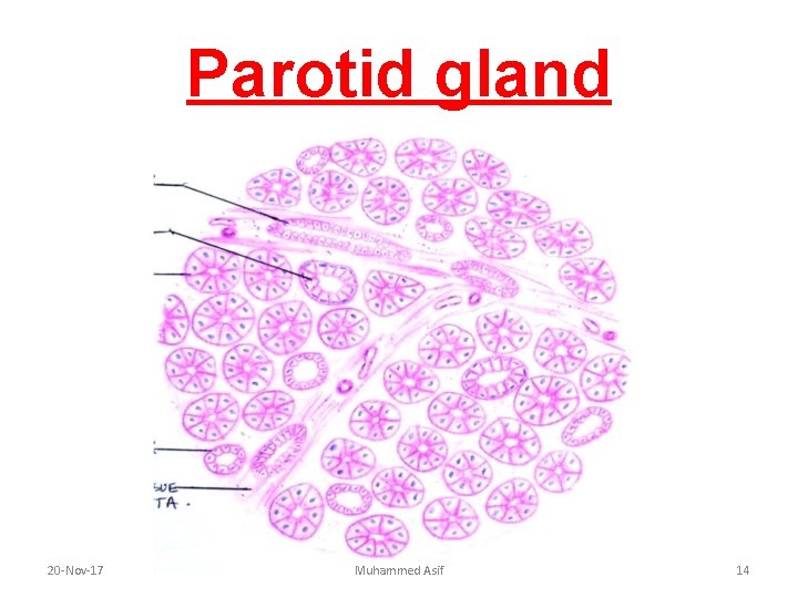 Parotid gland 20 -Nov-17 Muhammed Asif 14 Parotid gland 20 -Nov-17 Muhammed Asif 14
