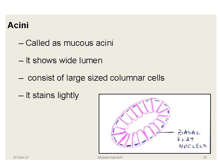 Acini – Called as mucous acini – It shows wide lumen – consist of Acini – Called as mucous acini – It shows wide lumen – consist of