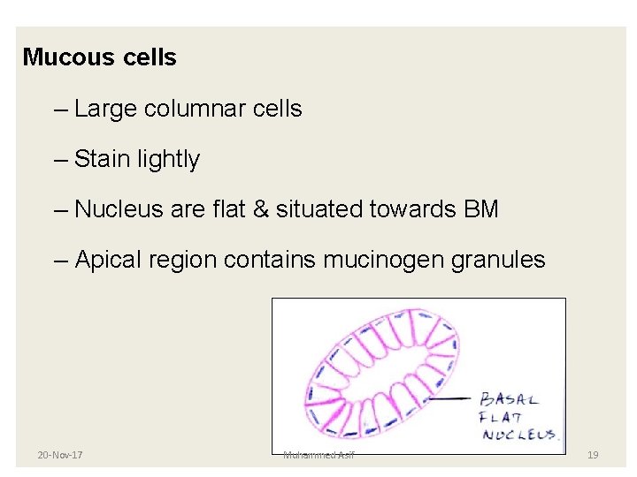 Mucous cells – Large columnar cells – Stain lightly – Nucleus are flat & Mucous cells – Large columnar cells – Stain lightly – Nucleus are flat &