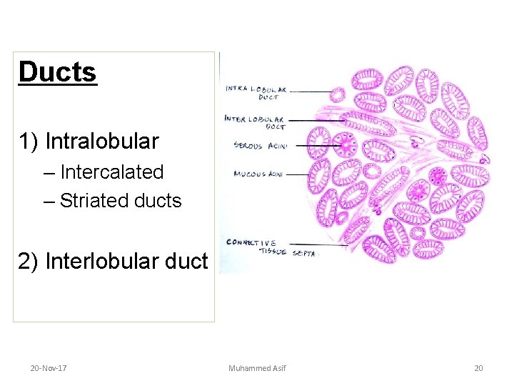 Ducts 1) Intralobular – Intercalated – Striated ducts 2) Interlobular duct 20 -Nov-17 Muhammed Ducts 1) Intralobular – Intercalated – Striated ducts 2) Interlobular duct 20 -Nov-17 Muhammed
