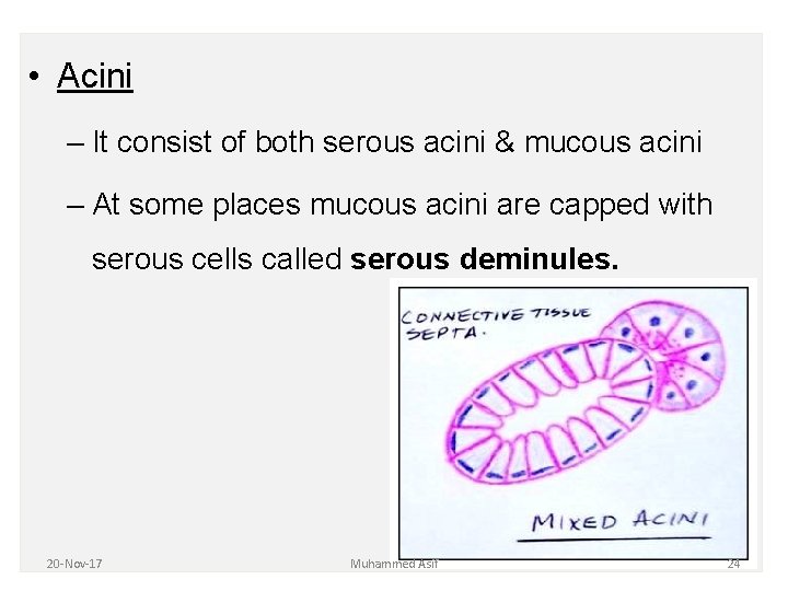 • Acini – It consist of both serous acini & mucous acini – • Acini – It consist of both serous acini & mucous acini –