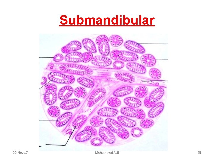Submandibular 20 -Nov-17 Muhammed Asif 25 Submandibular 20 -Nov-17 Muhammed Asif 25