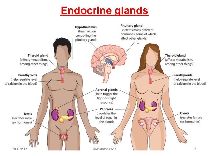 Endocrine glands 20 -Nov-17 Muhammed Asif 3 Endocrine glands 20 -Nov-17 Muhammed Asif 3