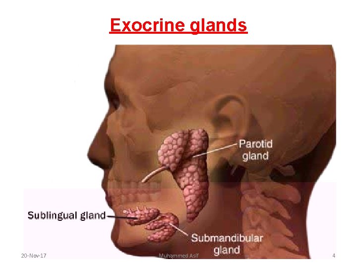 Exocrine glands 20 -Nov-17 Muhammed Asif 4 Exocrine glands 20 -Nov-17 Muhammed Asif 4