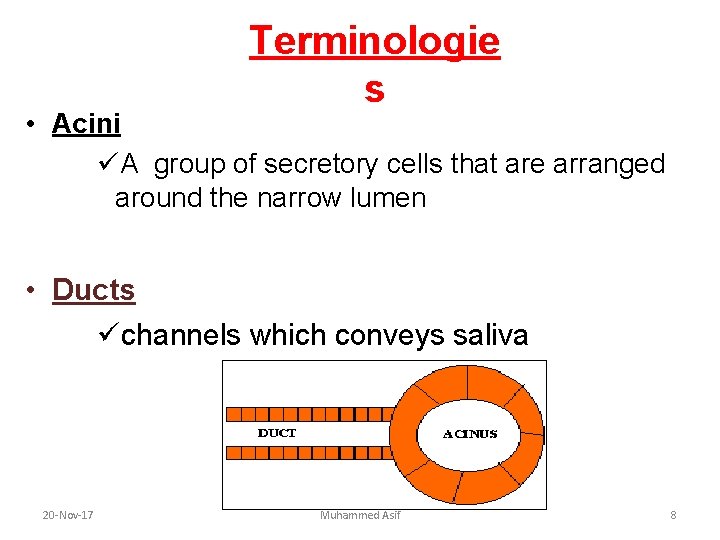 Terminologie s • Acini üA group of secretory cells that are arranged around the Terminologie s • Acini üA group of secretory cells that are arranged around the