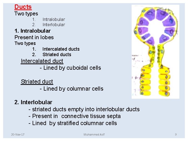 Ducts Two types 1. 2. Intralobular Interlobular 1. Intralobular Present in lobes Two types Ducts Two types 1. 2. Intralobular Interlobular 1. Intralobular Present in lobes Two types