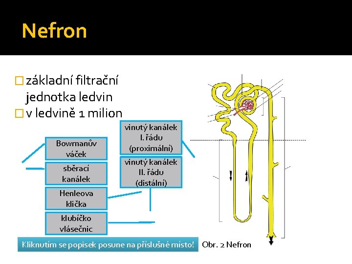 Nefron � základní filtrační jednotka ledvin � v ledvině 1 milion Bowmanův váček sběrací
