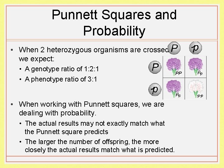 Punnett Squares and Probability • When 2 heterozygous organisms are crossed, we expect: •
