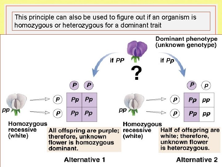 This principle can also be used to figure out if an organism is homozygous