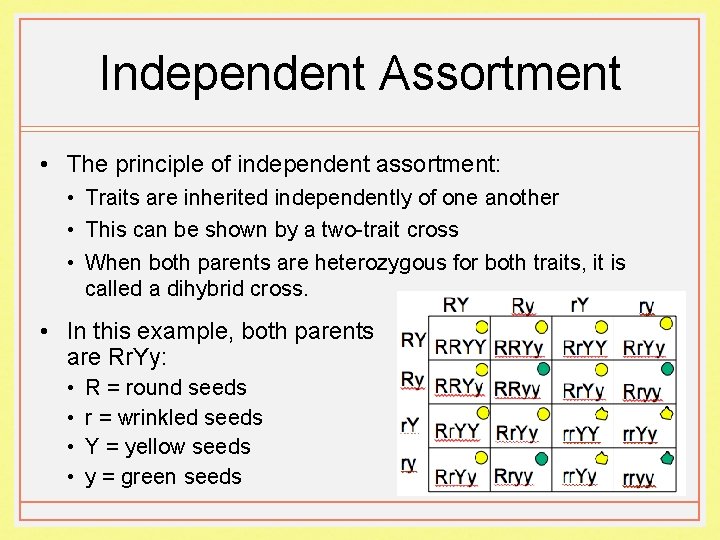 Independent Assortment • The principle of independent assortment: • Traits are inherited independently of