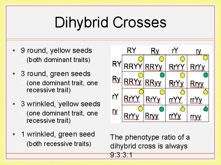 Dihybrid Crosses • 9 round, yellow seeds • (both dominant traits) • 3 round,