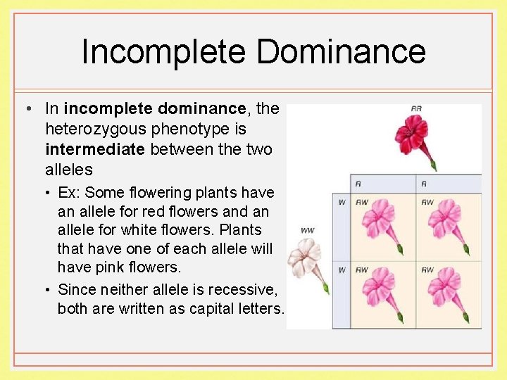 Incomplete Dominance • In incomplete dominance, the heterozygous phenotype is intermediate between the two