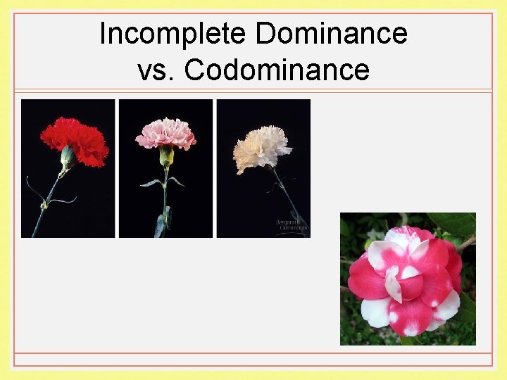 Incomplete Dominance vs. Codominance 