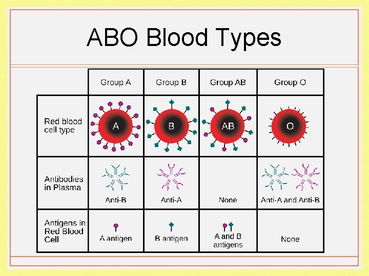 ABO Blood Types 