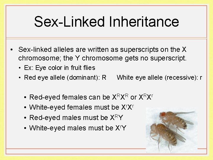 Sex-Linked Inheritance • Sex-linked alleles are written as superscripts on the X chromosome; the