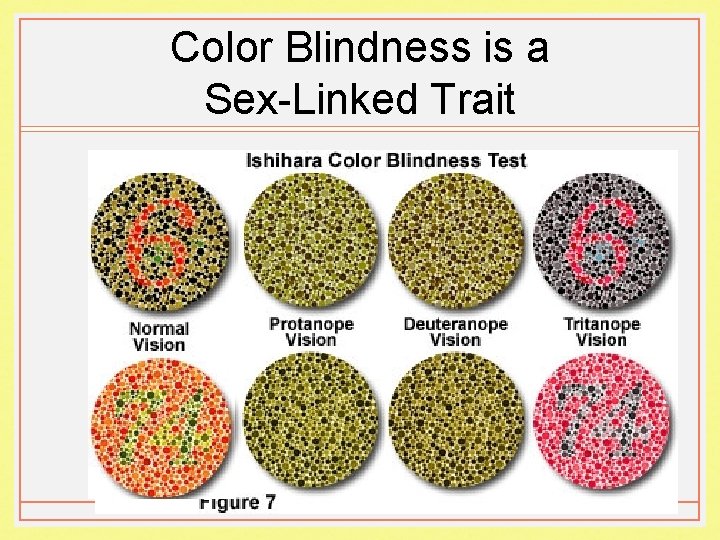 Color Blindness is a Sex-Linked Trait 