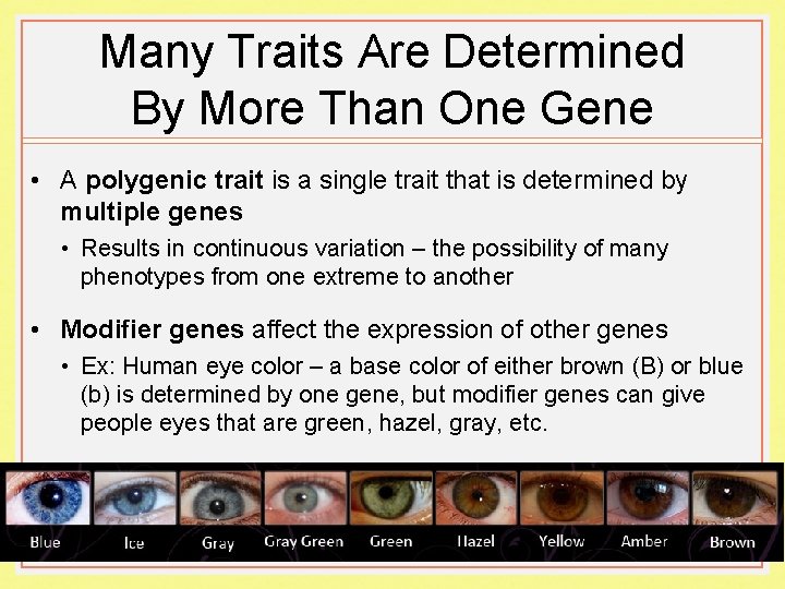 Many Traits Are Determined By More Than One Gene • A polygenic trait is