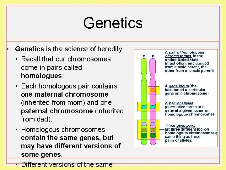 Genetics • Genetics is the science of heredity. • Recall that our chromosomes come