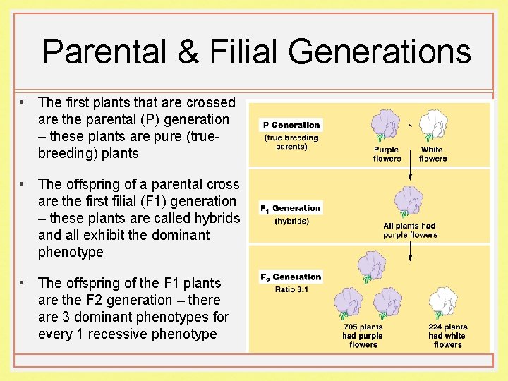 Parental & Filial Generations • The first plants that are crossed are the parental