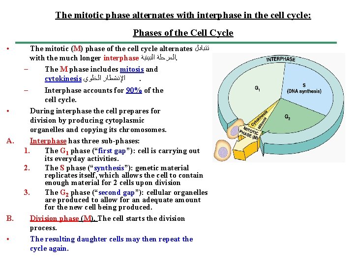 The mitotic phase alternates with interphase in the cell cycle: Phases of the Cell