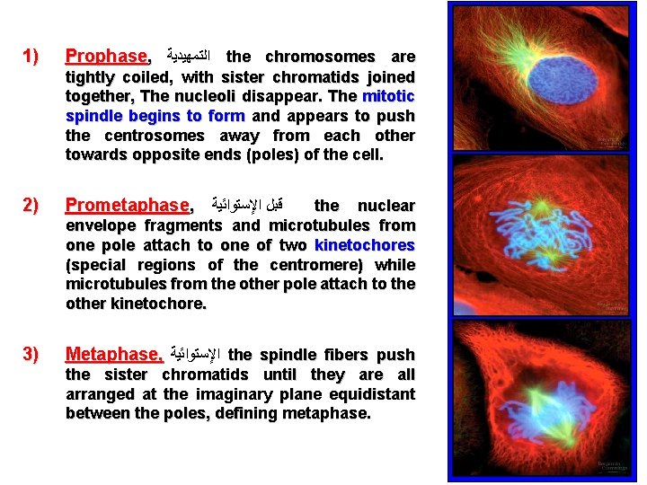 1) Prophase, ﺍﻟﺘﻤﻬﻴﺪﻳﺔ the chromosomes are tightly coiled, with sister chromatids joined together, The