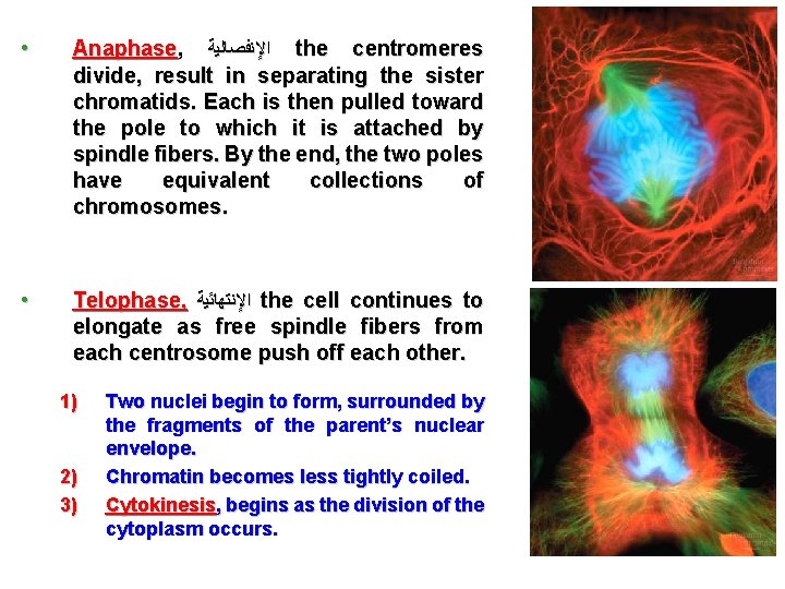  • Anaphase, ﺍﻹﻧﻔﺼﺎﻟﻴﺔ the centromeres divide, result in separating the sister chromatids. Each