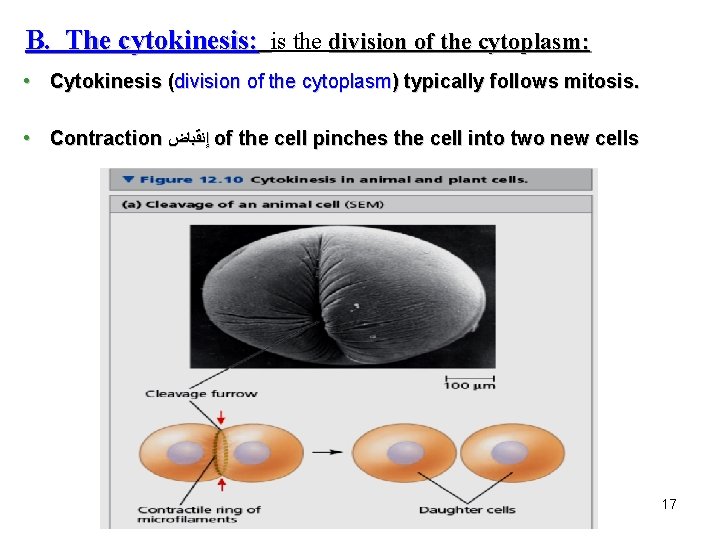 B. The cytokinesis: is the division of the cytoplasm: • Cytokinesis (division of the