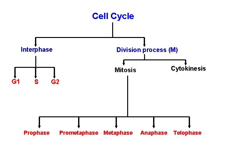Cell Cycle Interphase Division process (M) Cytokinesis Mitosis G 1 S Prophase G 2