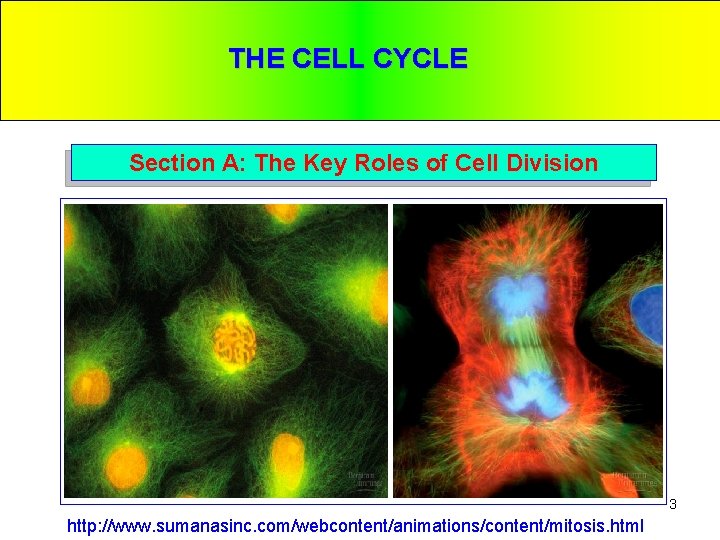 THE CELL CYCLE Section A: The Key Roles of Cell Division 3 http: //www.