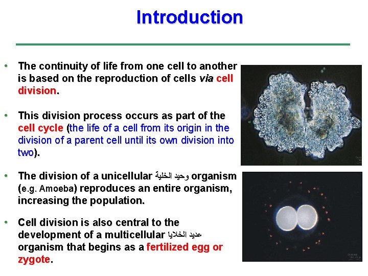 Introduction • The continuity of life from one cell to another is based on