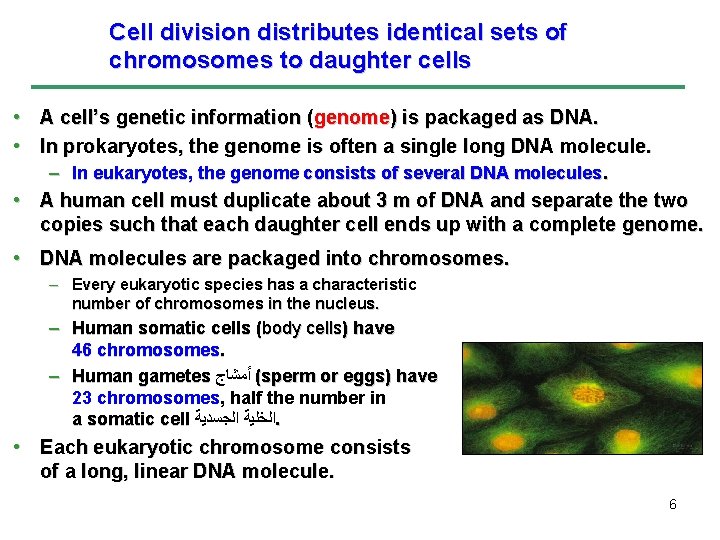 Cell division distributes identical sets of chromosomes to daughter cells • A cell’s genetic