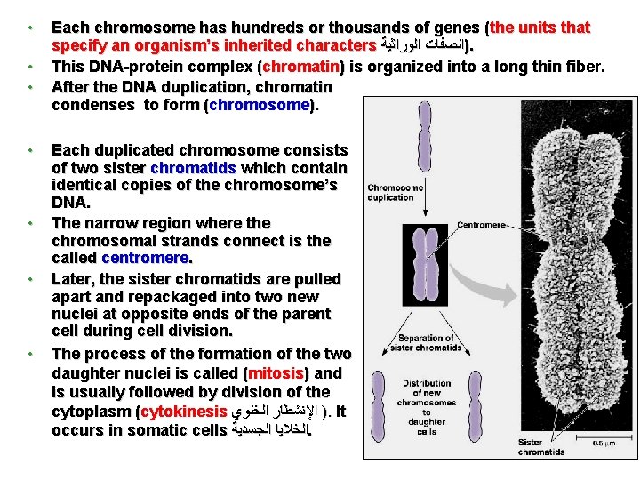  • • Each chromosome has hundreds or thousands of genes (the units that