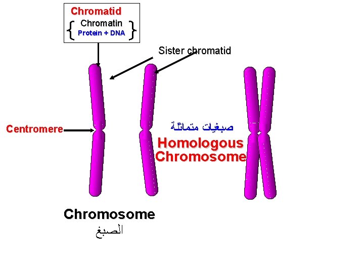 Chromatid Chromatin Protein + DNA Sister chromatid ﺻﺒﻐﻴﺎﺕ ﻣﺘﻤﺎﺛﻠﺔ Centromere Homologous Chromosome ﺍﻟﺼﺒﻎ 