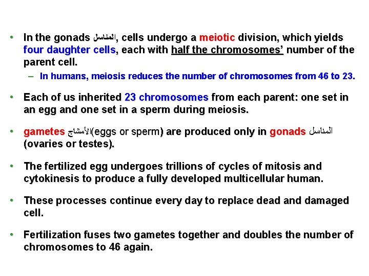  • In the gonads ﺍﻟﻤﻨﺎﺳﻞ , cells undergo a meiotic division, which yields