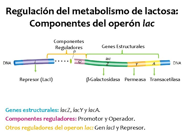 Regulación del metabolismo de lactosa: Componentes del operón lac Componentes Reguladores Represor (Lac. I)