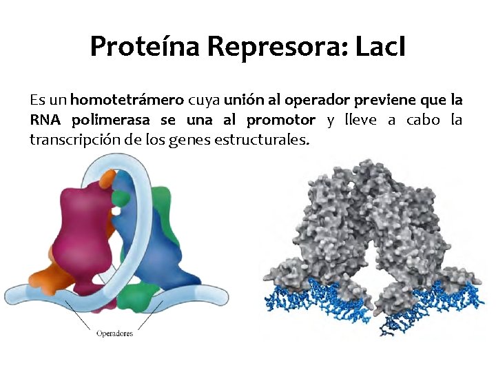 Proteína Represora: Lac. I Es un homotetrámero cuya unión al operador previene que la