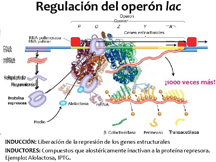 Regulación del operón lac ¡ 1000 veces más! INDUCCIÓN: Liberación de la represión de