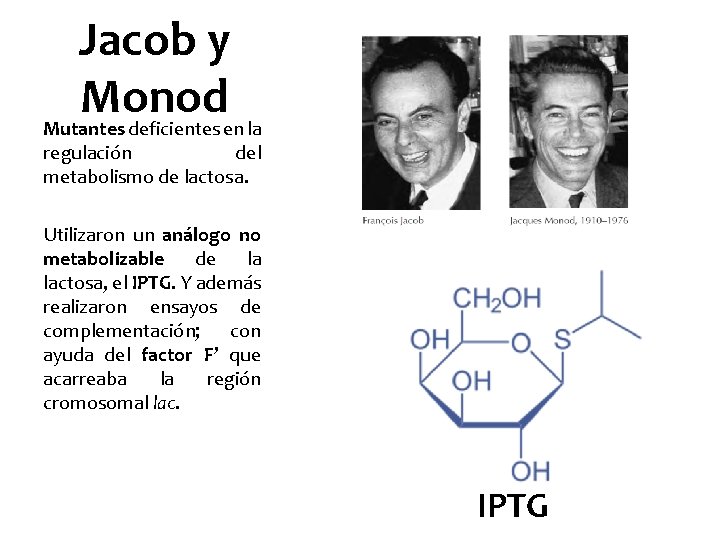 Jacob y Monod Mutantes deficientes en la regulación del metabolismo de lactosa. Utilizaron un